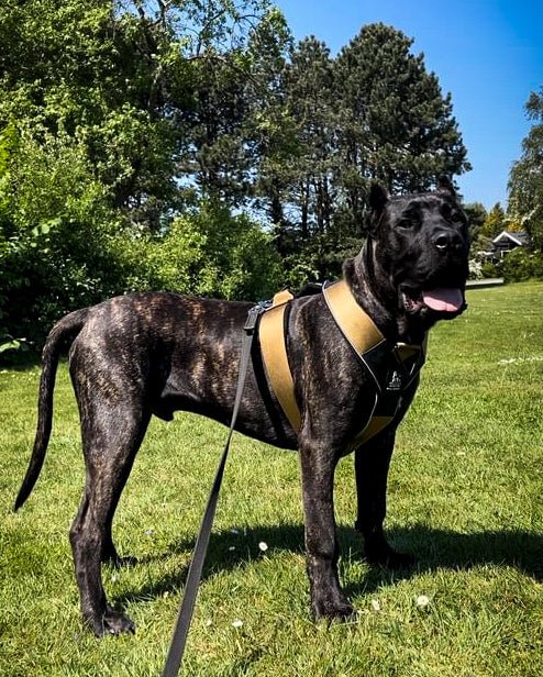 BESTIA DOG SPORT GripPro Heavy Duty Harness - Finanzasymercado