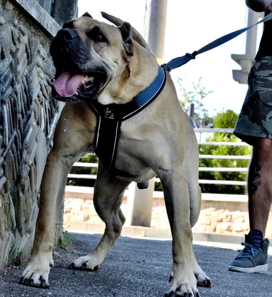 BESTIA DOG SPORT GripPro Heavy Duty Harness - Finanzasymercado
